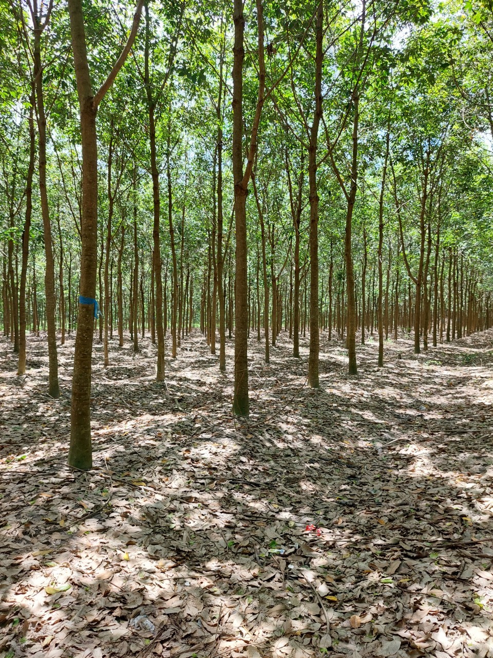 Bán 5.7 ha đất trồng cây lâu năm tại xã Minh Thạnh, Dầu tiếng, Bình Dương