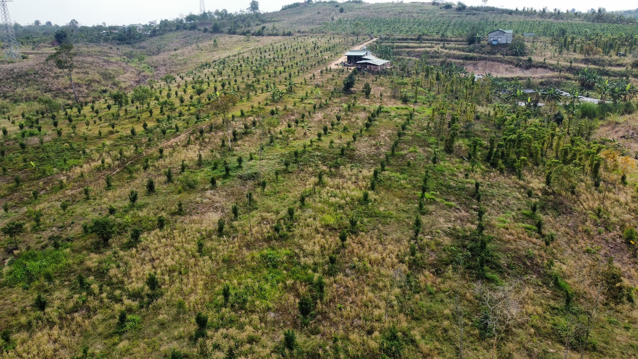 Đất vườn trồng Mắc ca, Đắk Lắc: Lựa chọn tuyệt vời cho đầu tư bất động sản